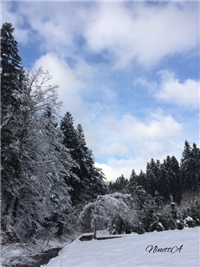 467f7f43-20170115 VV vrba.jpg